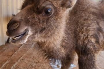 a sheep standing in the dirt