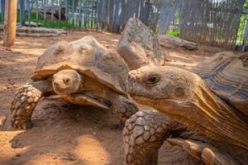 a turtle on a dirt road