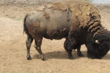 a herd of elephants walking down a dirt road
