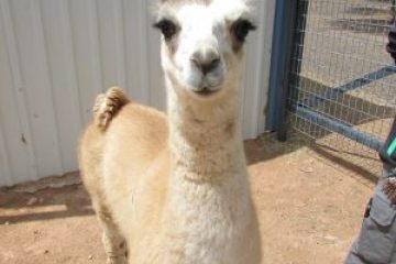 llama standing in front of a fence