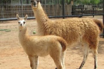 a group of sheep standing on top of a llama