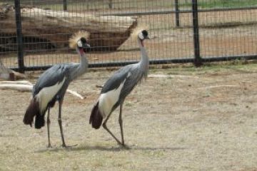 a bird that is standing in a fenced in area