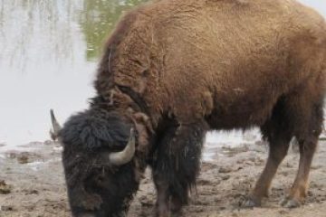 a close up of bison standing on top of a dirt field