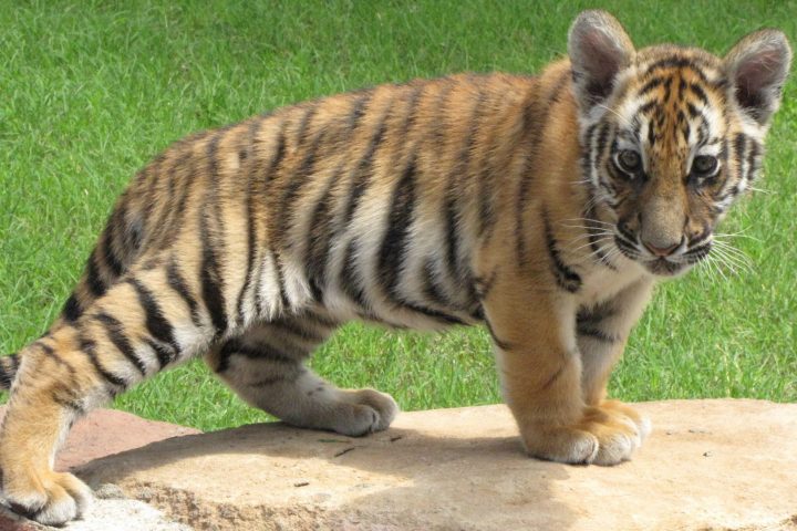 a tiger lying in the grass