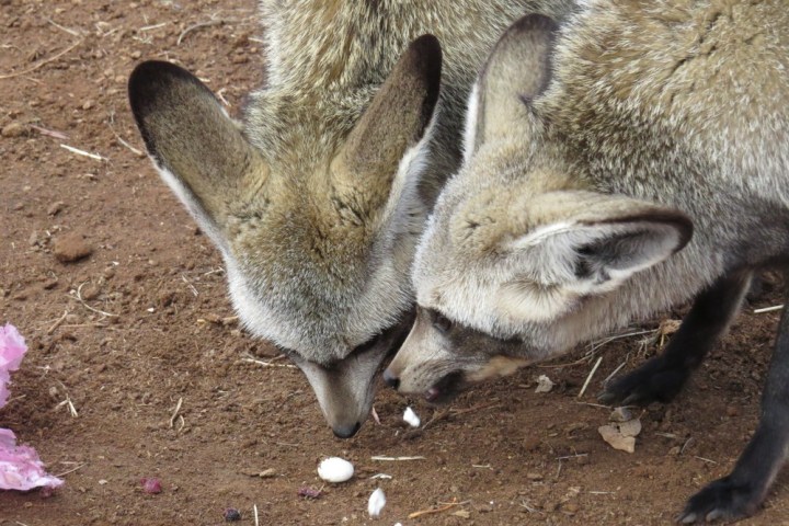 a group of sheep that are standing in the dirt