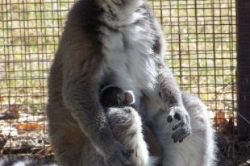 a close up of an animal