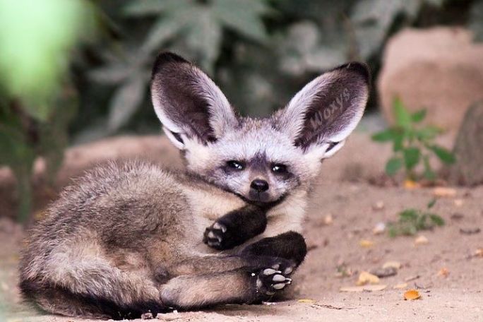 a fox lying in the dirt