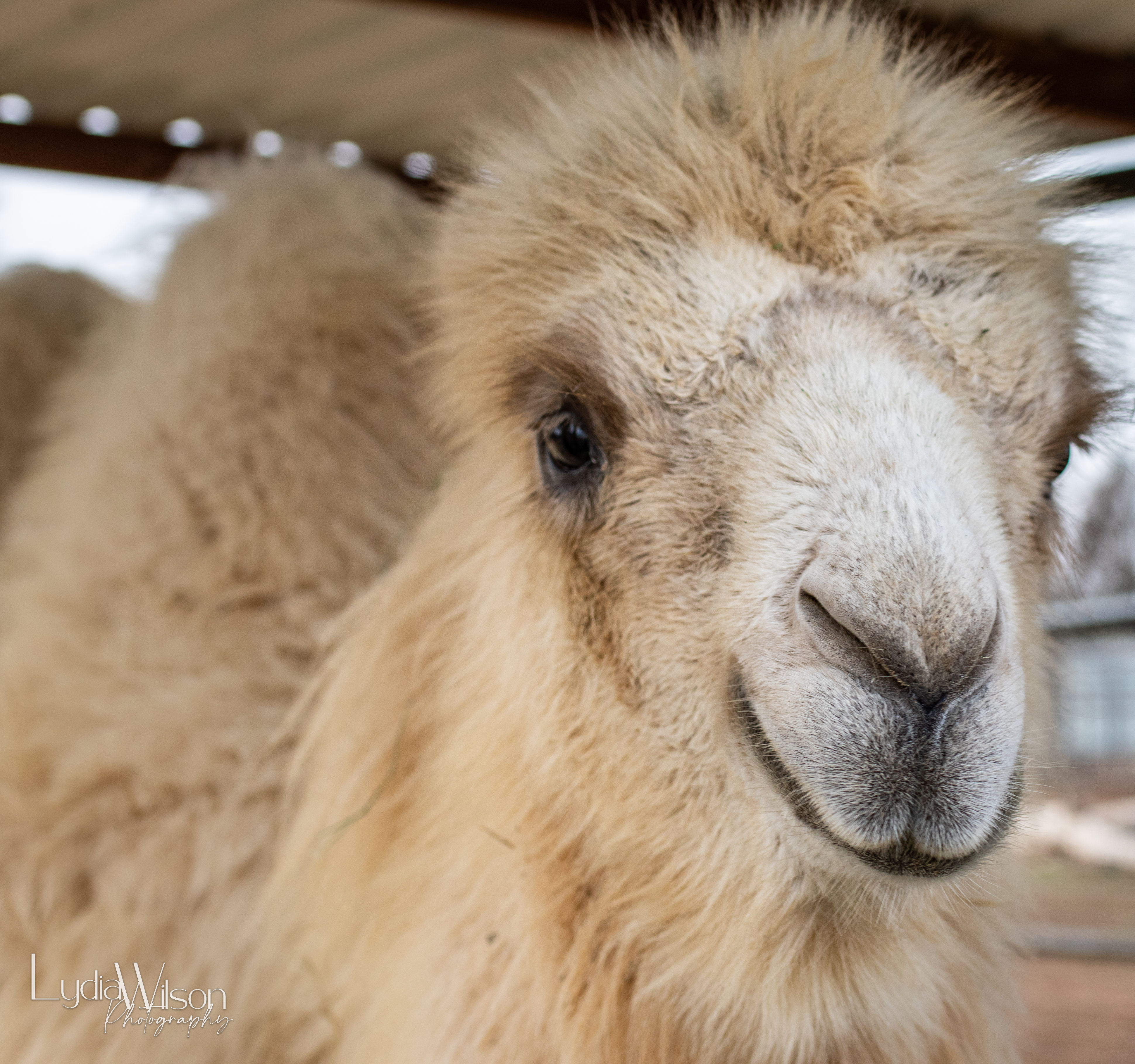 Camel Encounter | Hillcrest Park Zoo