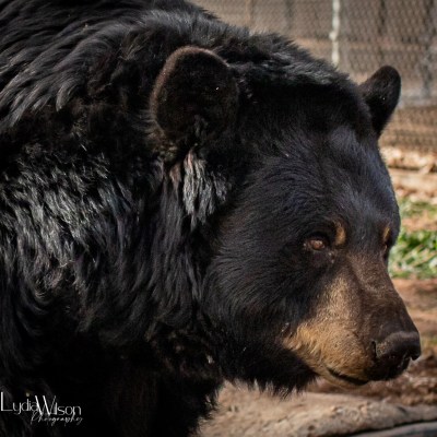 a close up of a bear