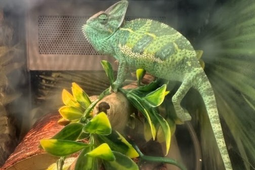a close up of a reptile