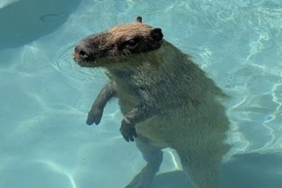 Capybara standing in a clear blue pool of water.