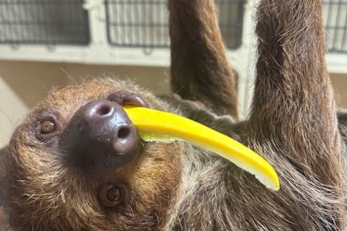 Sloth hanging upside down eating a yellow vegetable.